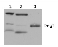 Deg1 | chloroplastic DegP-type serine protease 1 in the group Antibodies Plant/Algal / Photosynthesis / Proteases at Agrisera AB (Antibodies for research) (AS07 246)